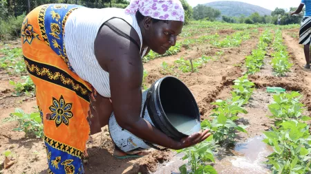 Woman watering plantation