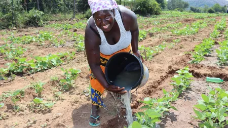 Woman watering plantation in Zimbabwe