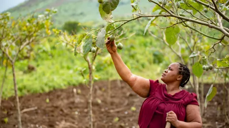 A side image of a woman standing and expecting fruit from a tree. 