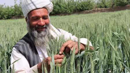 Man harvesting wheat in Afghanistan