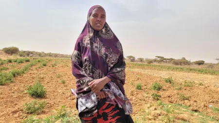 Woman standing in front of dry tomato field in Somaliland