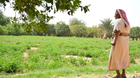 Man looking at plantation in Yemen