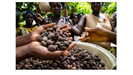 Hand holding cocoa beans