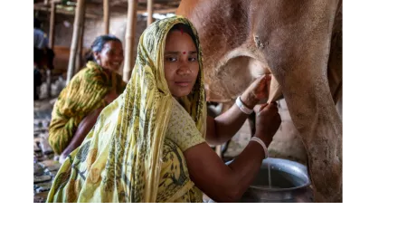Bangladesh_Woman milking a cow