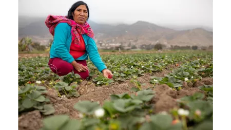 Peruvian woman with blue jacket on strawberry farm
