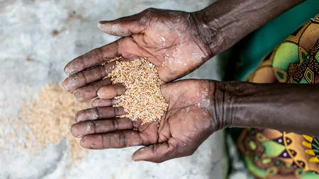 Zambia_Hands seiving seeds 