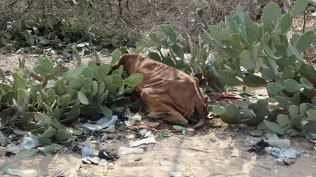 Somalia_Deceased cow laying in cactus