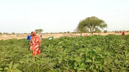 Women to the left in plantation with tall tree in the back