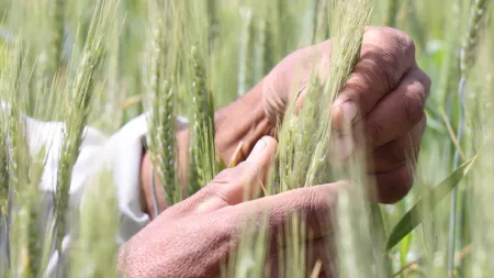 Afghanistan_Hands holding stalks of green wheat in field