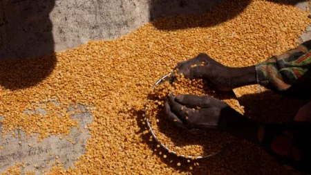 Chad_Hands cupping yellow grain in bowl