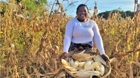 Zambia_Lady standing in cornfield with basket of cobs inside