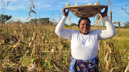 Zambia_Woman in field carrying a basket of corn on her head