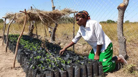 Zambia_Woman kneeling next to bags of planted vegetables in community garden