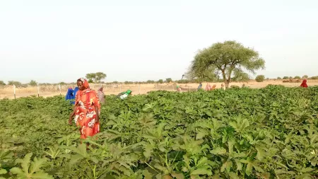 woman harvesting in plantation