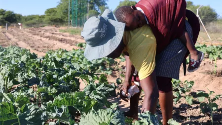 Woman harvesting plants with baby in her back