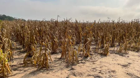 Dried up maize farm in a farm in Mozambique. The sand has dried and sky is clear.