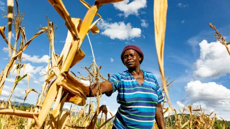 Anna Chitiyo sees the status of her stunted maize plants at her farm in Mutare Rural District, Zimbabwe.