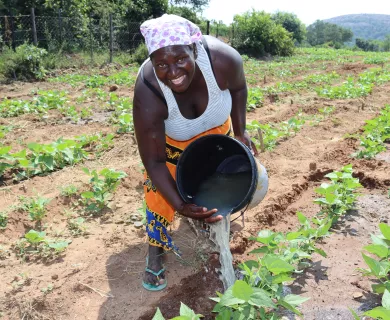Woman watering plantation in Zimbabwe