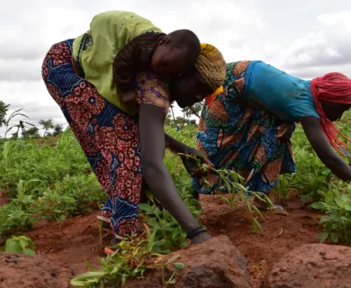 Niger_Women bending over planting in farm land with baby on the back