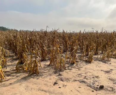 Dried up maize farm in a farm in Mozambique. The sand has dried and sky is clear.