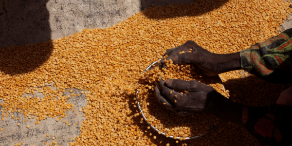 Russia pulling out of the Black Sea Grain Deal is devastating for Somalia - Vimarsana News