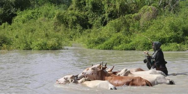El Niño-induced floods devastate the Horn of Africa: Over 230 killed, hundreds of thousands displaced. - Vimarsana News